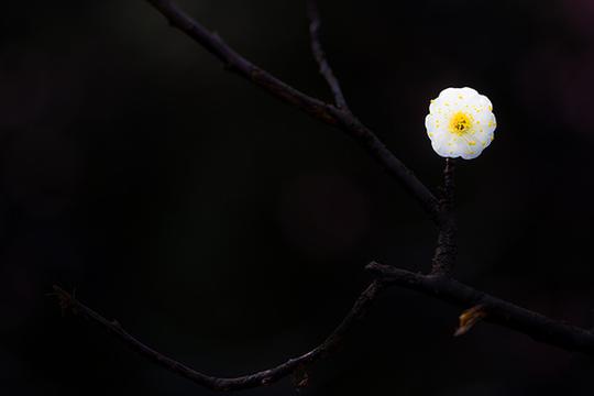 一朵独秀