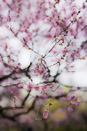 梅花延展开