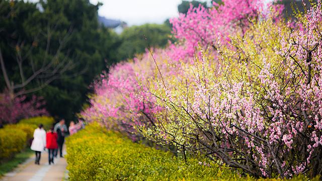 梅花山上梅花开