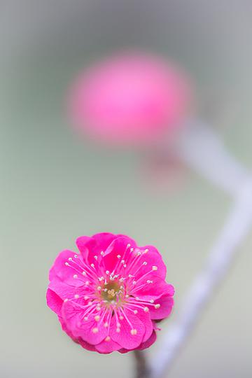 粉色梅花开