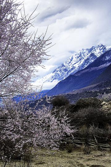 雪峰桃红