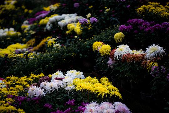 繁花似锦