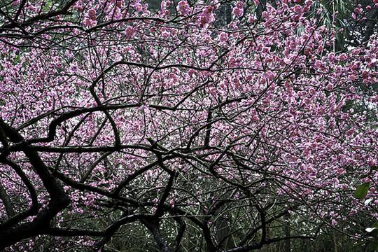 香雪枝