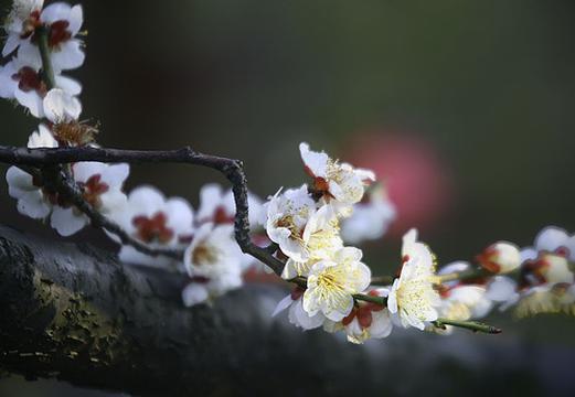 白梅抱红