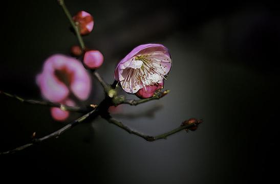 玉瘦香浓