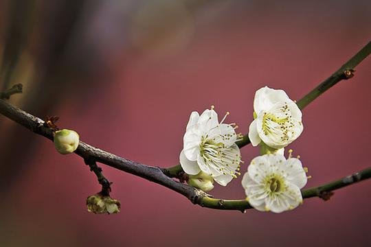 风漾春意