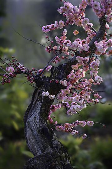 一树梅花