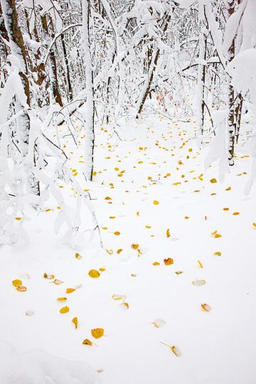 叶落秋雪