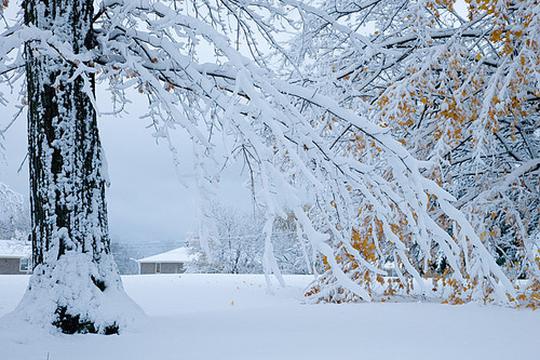 晚秋雪韵