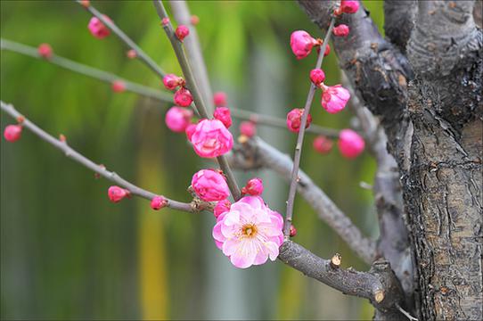 一树梅花