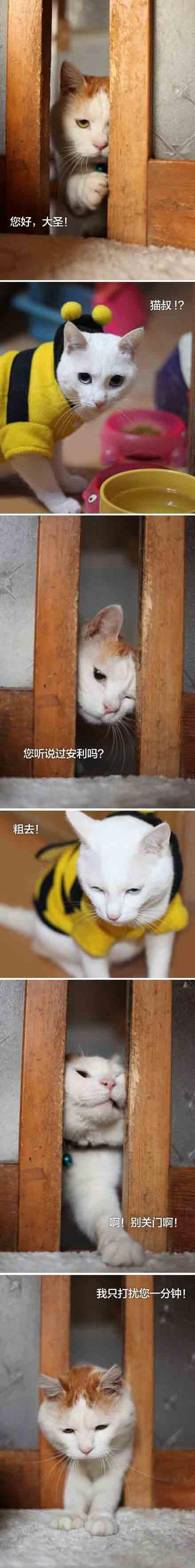 推销员猫叔