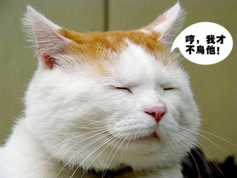 猫叔不理人