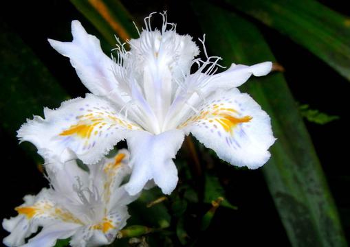 鸢尾花