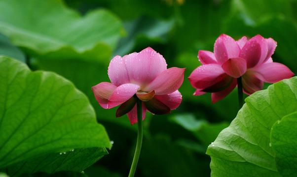 雨后荷花