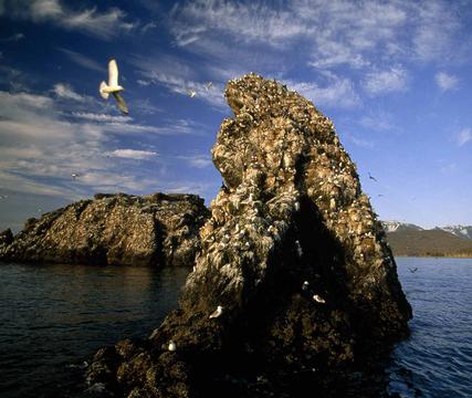 奇奈半岛鸥岛