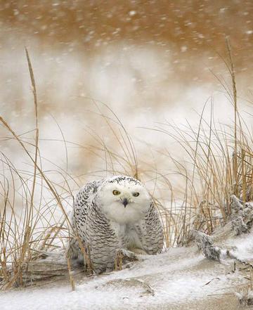 雪鹗