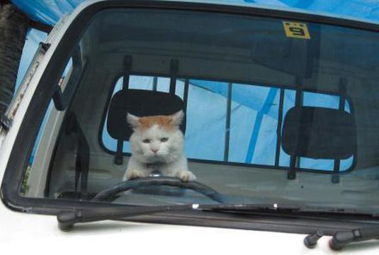 猫叔开车