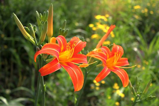 周浦香水百合花海