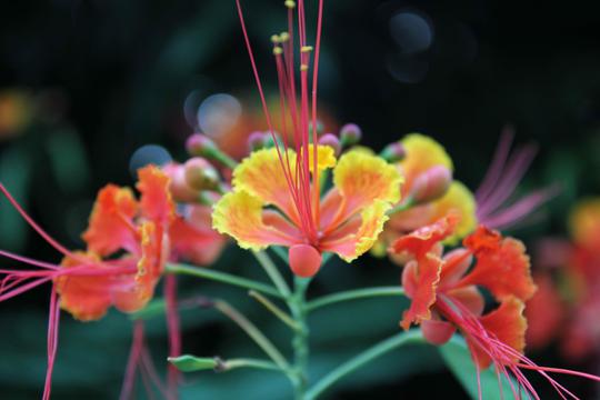 意乱情迷北京花海