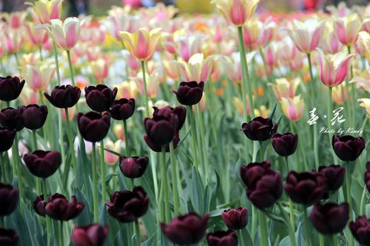 人间仙境北京花海