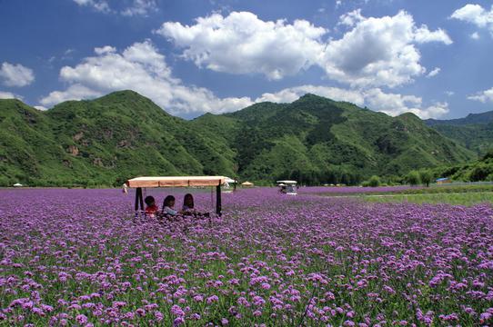 北京淀园花谷花海