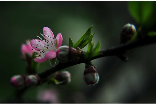 北京桃花花海