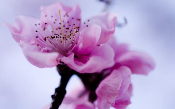 浪漫樱花唯美花海