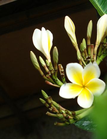 黄色鸡蛋花温馨