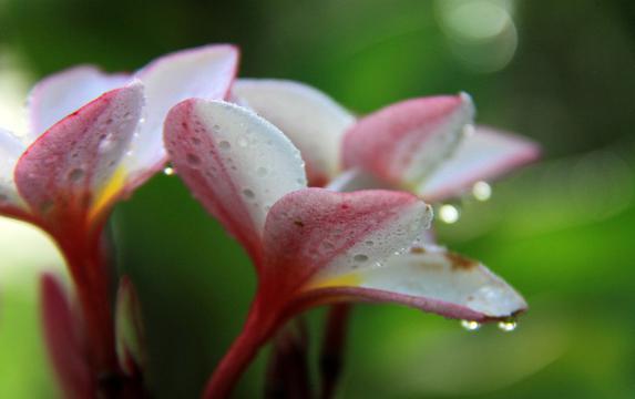 唯美粉色鸡蛋花