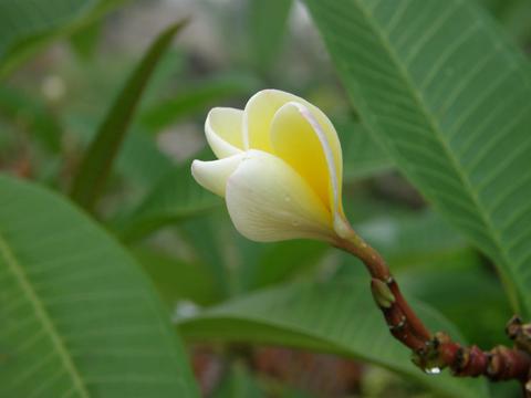 白色鸡蛋花意境