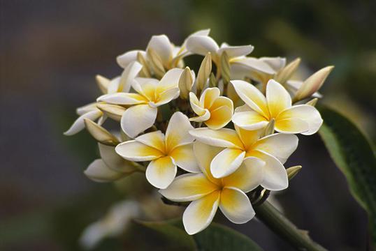 唯美白色鸡蛋花