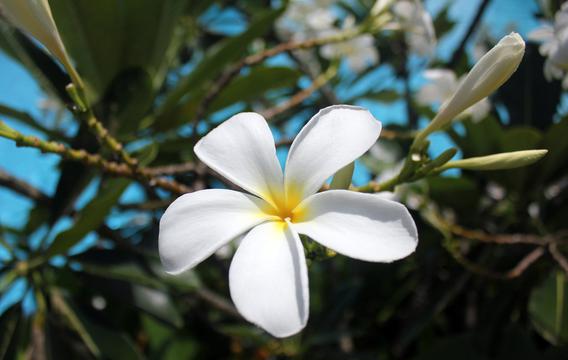 洁白如玉白色鸡蛋花