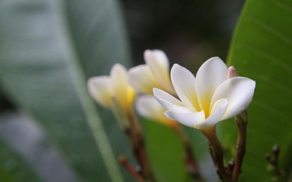 典雅的巴厘岛鸡蛋花