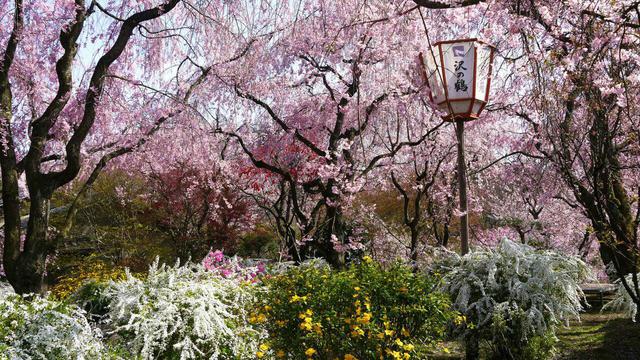 小清新古风樱花花海