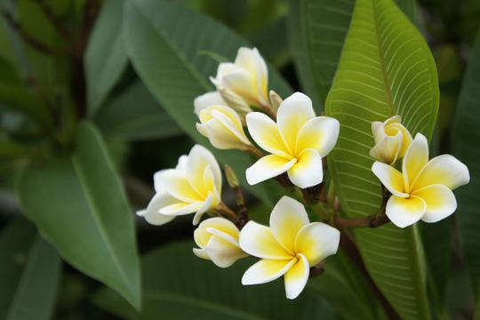 巴厘岛鸡蛋花大图