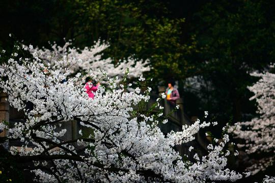 清新自然樱花花海