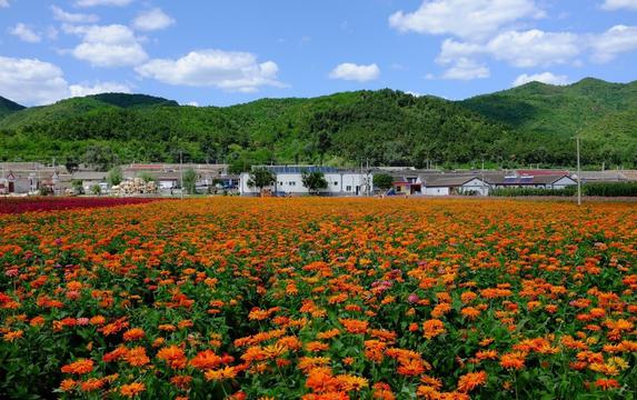 延庆红色浪漫花海