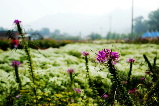 朦胧美延庆四季花海