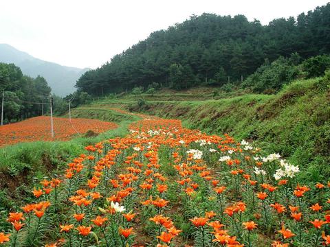 五颜六色四季花海意境图