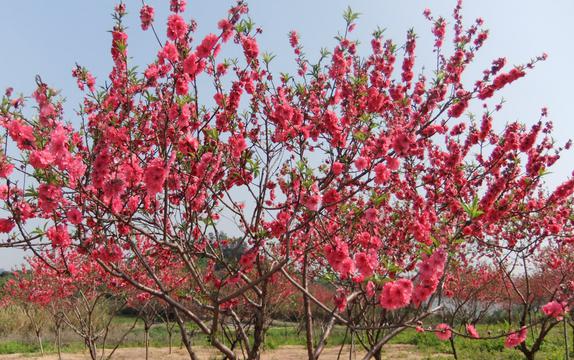 红色桃花花海