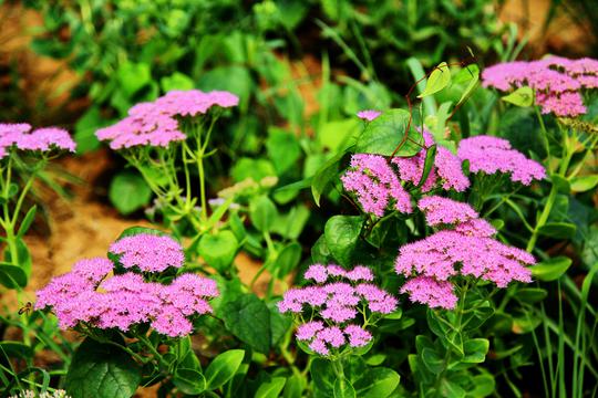 最美四季花海