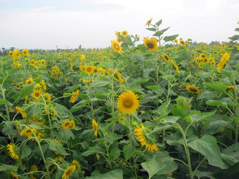 四季花海向日葵