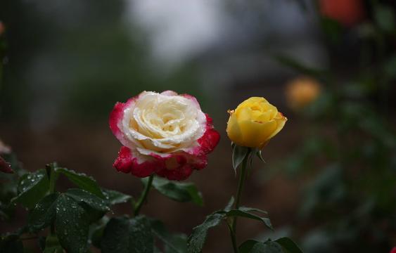 俏丽的黄色月季花