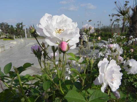 温馨白色月季花