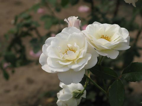 繁花似锦白色月季花