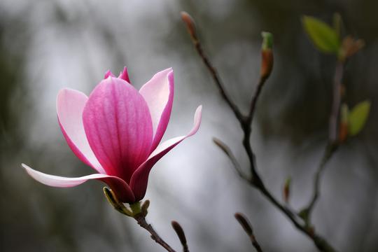 优昙花电脑屏幕