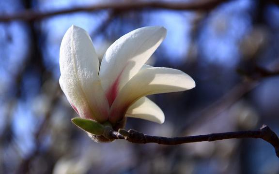 优昙花大图