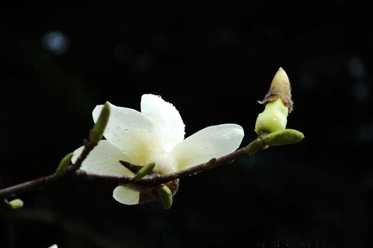 ​优昙花黑色背景