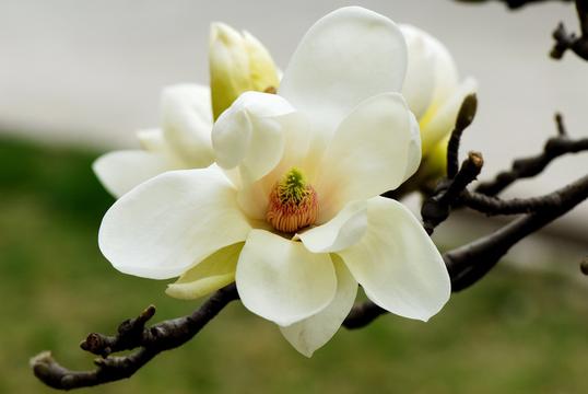 白色优昙花