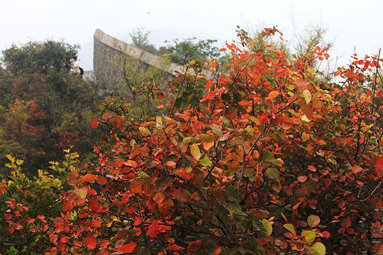 香山秋意